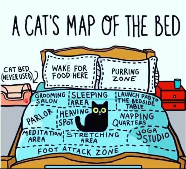 A cat bed guide